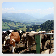 S&ouml;mmerungsbetrieb